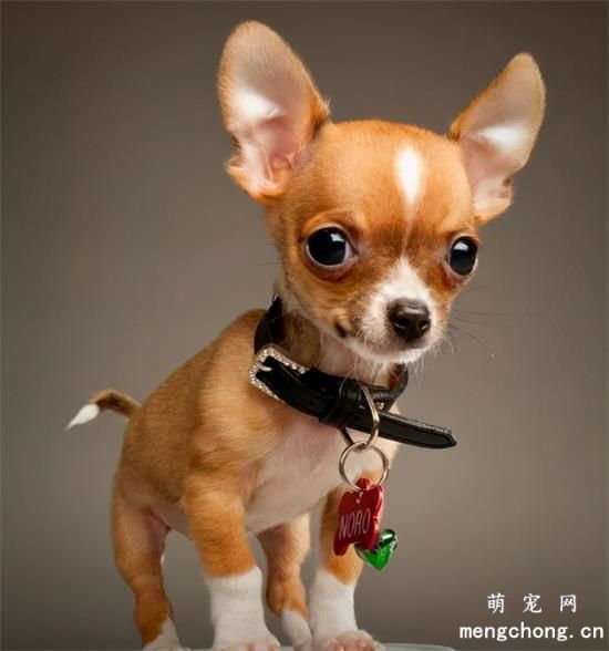 那些便宜又好养的6种小型犬，每一只都不会让你失望