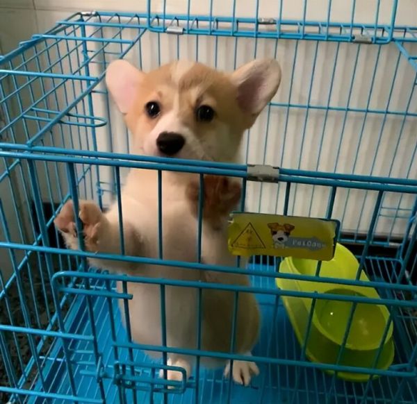 穷养篇：养一只柯基每个月多少钱？