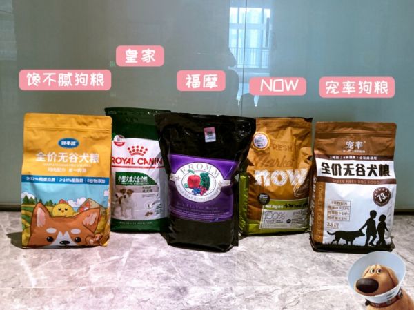 穷养篇：养一只柯基每个月多少钱？