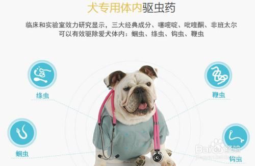 宠物驱虫多少钱一次?宠物驱虫多少钱一次?你知道吗?!