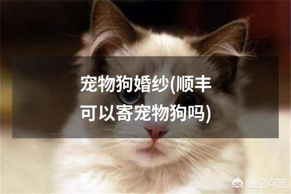 宠物狗婚纱(顺丰可以寄宠物狗吗)