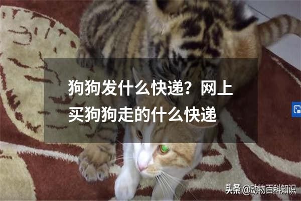 狗狗发什么快递？网上买狗狗走的什么快递