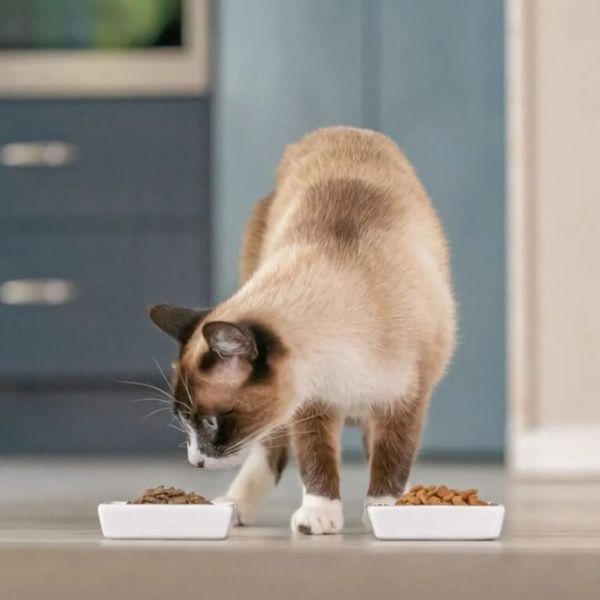 新手养猫必看/一天喂猫几次才对？