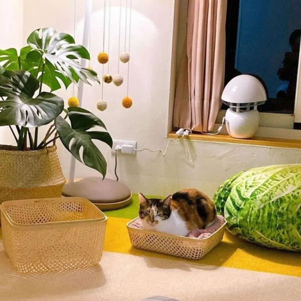 新手养猫必看/一天喂猫几次才对？