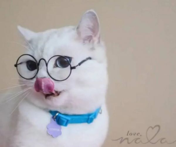 新手养猫必看/一天喂猫几次才对？