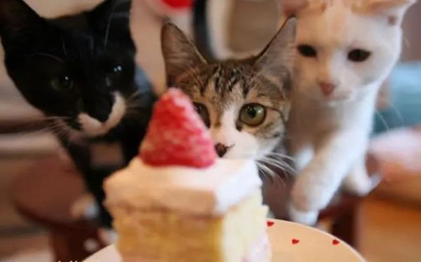 每天喂食猫咪几次合适？（猫咪喂食频率）