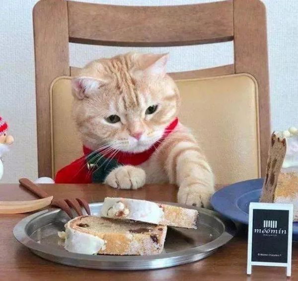 每天喂食猫咪几次合适？（猫咪喂食频率）