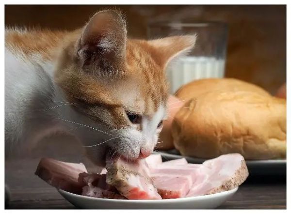 每天喂食猫咪几次合适？（猫咪喂食频率）