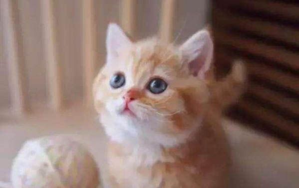 成猫一天喂几次