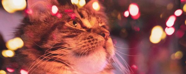 小猫凶人哈气怎么调教 小猫哈气凶人怎么办