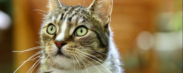 小猫呕吐怎么办