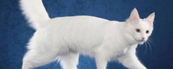 被小猫咬出血了轻微的 被小猫咬伤后应该怎么办