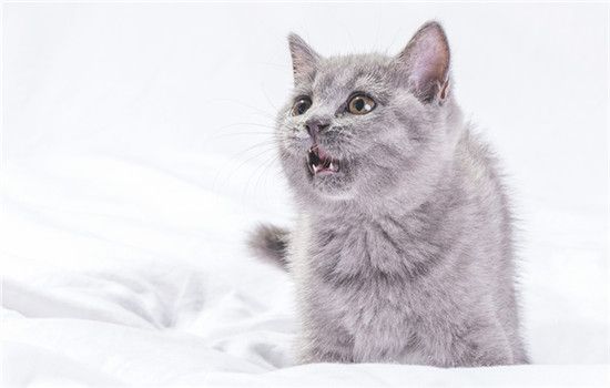小猫满月后多久可以离开猫妈妈