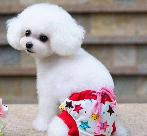 狗狗生理期也需要被精心照顾_宠物生理：狗会来大姨妈么？晒时候来？特殊期间要细心处理