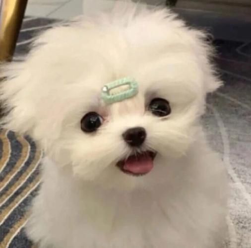 可爱狗狗和猫猫头像