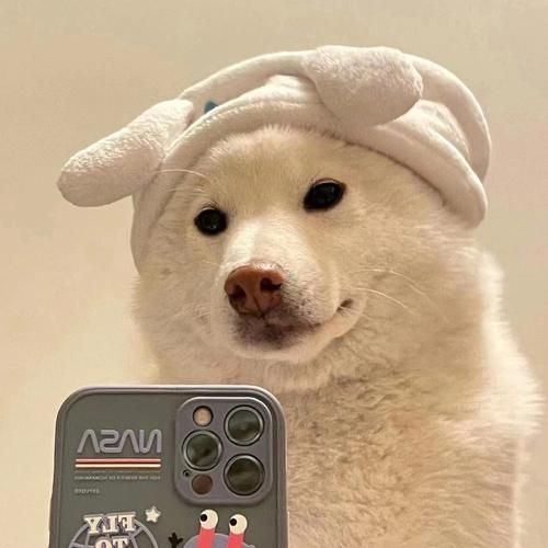 狗子三人头像
