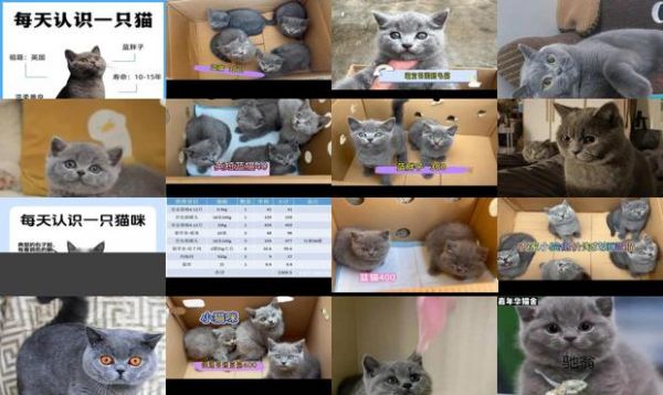 蓝猫图片及价格多少钱一只