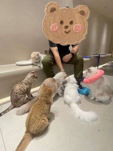 南沙撸猫圣地！