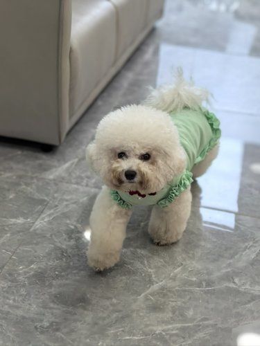 来给家里毛孩子洗澡澡