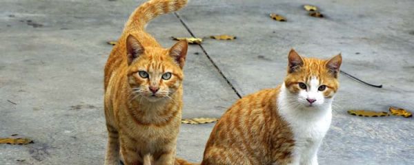 流浪猫蹭腿会有跳蚤吗 被流浪猫蹭一下衣服会有跳蚤吗