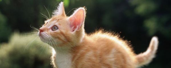被流浪猫抓了一下出了点血 需要打疫苗吗?