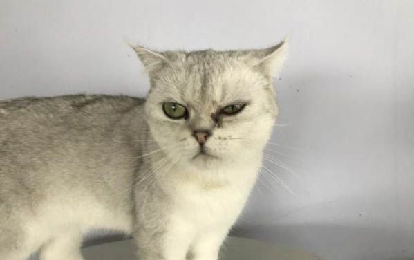 被猫抓破了一点点皮该怎么处理呢？