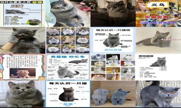 宠物店蓝猫多少钱一只