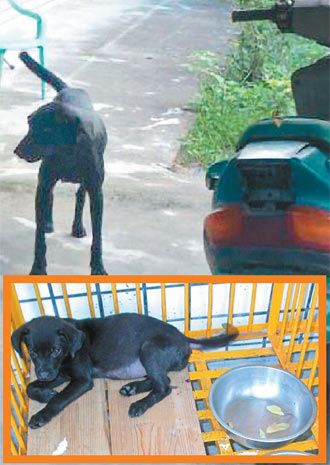 台湾50年来首例感染狂犬病的家犬“小黑”。台湾《联合报》图
