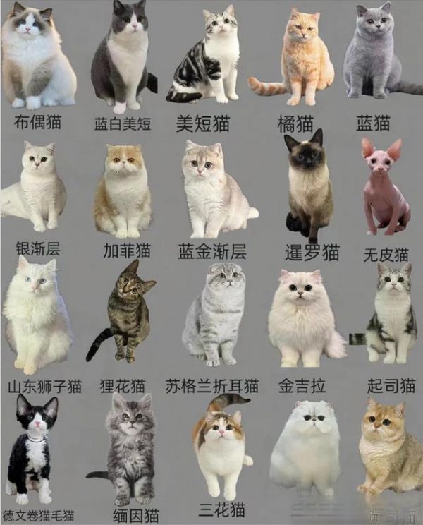 萌宠猫咪大集合:多品种特性大揭秘,帮你找准最佳猫伴侣