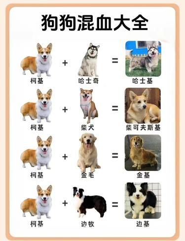 混血狗狗大揭秘：不同品种的柯基混血犬