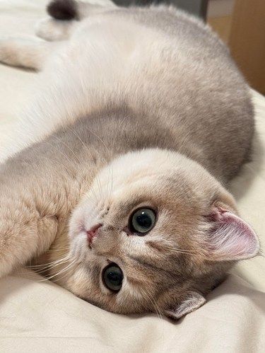小猫长大了