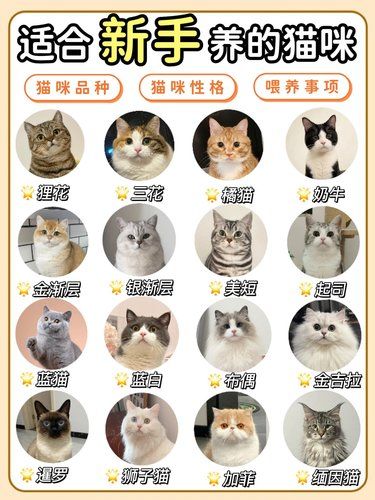 新手养猫推荐，不同的猫咪适合不同的人➡️ ️
