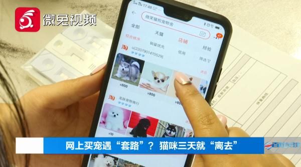 贵阳女孩1899元网购宠物猫，小猫到家3天就病死！卖家：只能吃我家猫粮