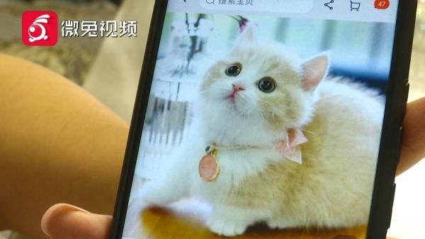 贵阳女孩1899元网购宠物猫，小猫到家3天就病死！卖家：只能吃我家猫粮