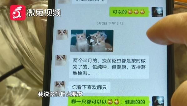 贵阳女孩1899元网购宠物猫，小猫到家3天就病死！卖家：只能吃我家猫粮