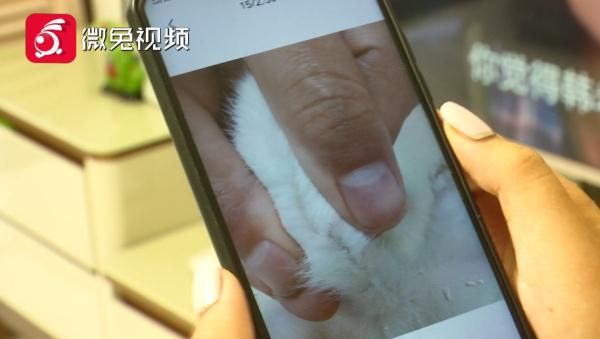 贵阳女孩1899元网购宠物猫，小猫到家3天就病死！卖家：只能吃我家猫粮
