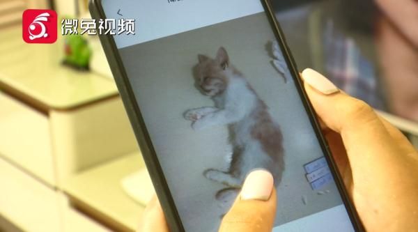 贵阳女孩1899元网购宠物猫，小猫到家3天就病死！卖家：只能吃我家猫粮