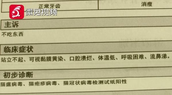 贵阳女孩1899元网购宠物猫，小猫到家3天就病死！卖家：只能吃我家猫粮