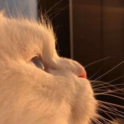 微信宠物头像图片|猫猫狗狗超可爱