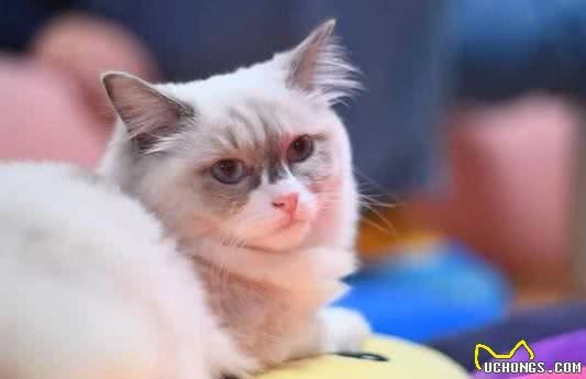 广州哪里有比较好的猫猫或者狗狗主题的餐厅/咖啡馆？