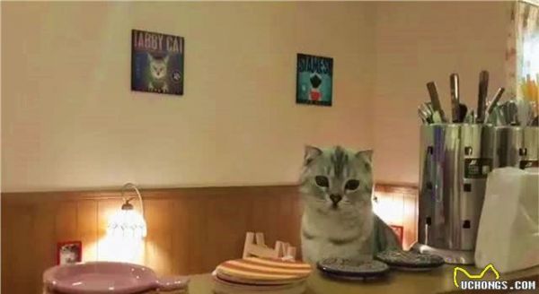 广州哪里有比较好的猫猫或者狗狗主题的餐厅/咖啡馆？