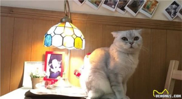 广州哪里有比较好的猫猫或者狗狗主题的餐厅/咖啡馆？