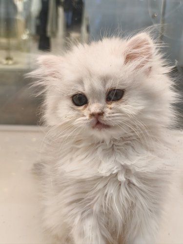 领养猫咪给猫主子一个家吧‼️