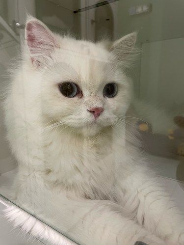 傲娇的金点猫