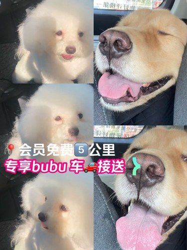 会员五公里免费接送开车带毛孩子去兜风啦！