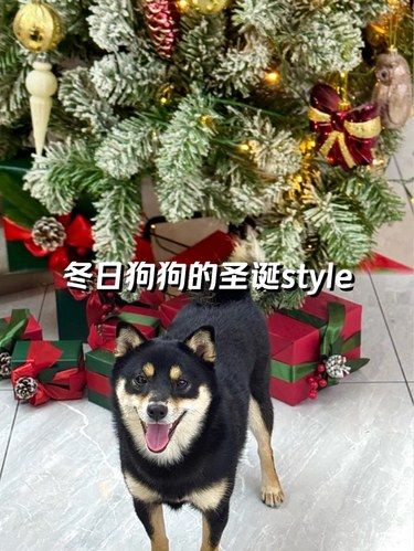 打卡长沙伴侣宠物医院：专业又温馨的宠物诊所！