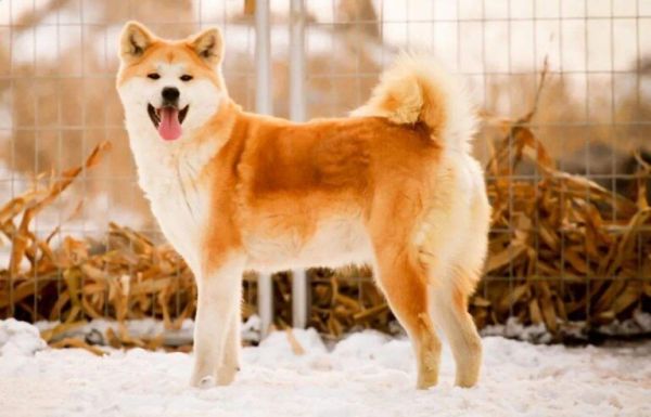 秋田犬价格多少钱一只？