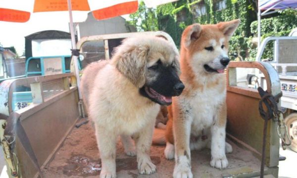 秋田犬价格多少钱一只？