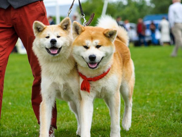 秋田犬价格多少钱一只？