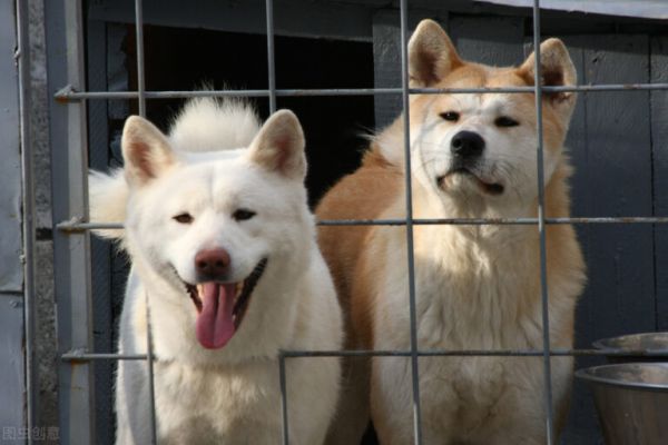 秋田犬价格多少钱一只？